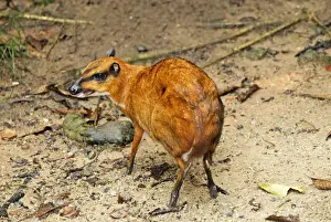 Framed Print : Java Mouse-deer Print - Tragulus javanicus