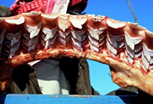 Sharks Collection: Jaw of a 4 metre tiger shark, replaceable teeth in 9 rows Egypt Red Sea