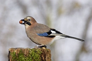 Jay - On post, with food in beak Jay - On post, with food in beak