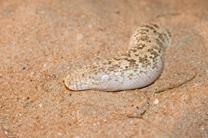Jayakars Sand Boa / Arabian Sand Boa - partially buried in sand Jayakars Sand Boa / Arabian Sand Boa - partially buried in sand