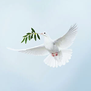 JD-15558-M Dove - in flight carrying olive branch in beak peace
