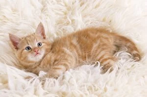 JD-16962E CAT - ginger kitten lying on rug