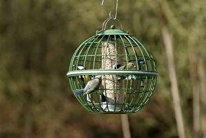 JD-18342 Siskin and Tits on squirrel proof globe bird feeder