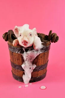 JD-19918 Pig. Large white cross piglet in bucket with bubbles