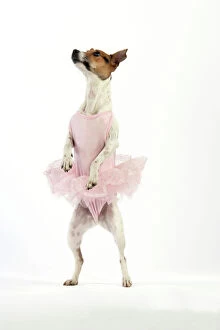 JD-20246 Jack Russell Terrier Dog - wearing a tutu