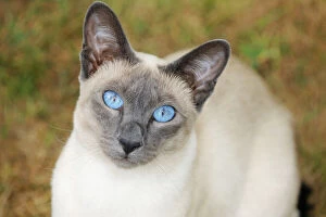 JD-21444 CAT. Blue point siamese cat sitting on grass