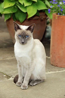 JD-21451 CAT. Blue point siamese cat sitting in front of a flower pot
