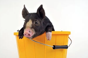 JD-21646 PIG. Berkshire piglet in bucket