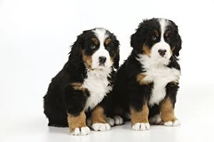 JD-21675 DOG. Bernese mountain puppies sitting together