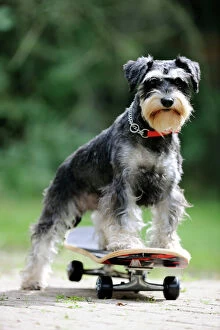 JD-21882 DOG. Schnauzer on skateboard