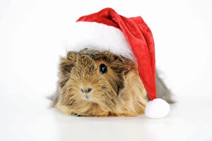 JD-22562 Guinea pig - wearing Father Christmas hat