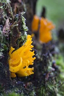 Images Dated 28th October 2012: Jelly Antler Fungus - Autumn