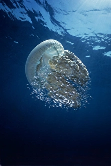 Jellyfish - Common Jellyfish and hundreds of small fish who seek protection beneath Jellyfish - Common Jellyfish and hundreds of small fish who seek protection beneath