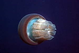 Jellyfish - A perfect example of the common jellyfish as it roams the open ocean looking Jellyfish - A perfect example of the common jellyfish as it roams the open ocean looking