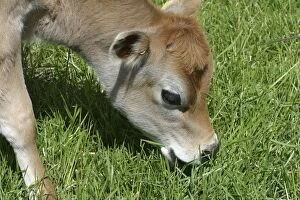 Images Dated 13th November 2002: Jersey calf Grazing On a Waikato dairy farm, New Zealand
