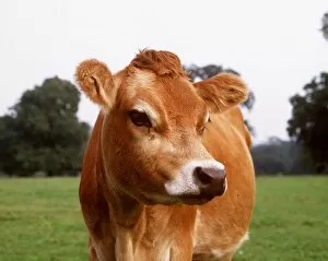 Images Dated 1st October 2008: JERSEY COW