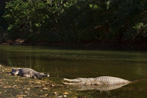 Johnston Crocodile - big Freshwater Crocodiles lying in wait in a river Johnston Crocodile - big Freshwater Crocodiles lying in wait in a river