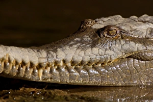 Johnston Crocodile - side view portrait of a big Freshwater Crocodile lying in wait in a Johnston Crocodile - side view portrait of a big Freshwater Crocodile lying in wait in a