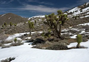Joshua Tree - in pinyon-juniper forest, inyo forest Joshua Tree - in pinyon-juniper forest, inyo forest
