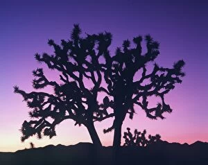 Images Dated 19th March 2008: Joshua Tree - at sunset