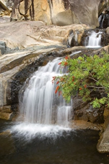 Jourama Falls and gorge - water cascades down a narrow gorge into a pool with Bottle Brush Jourama Falls and gorge - water cascades down a narrow gorge into a pool with Bottle Brush