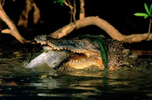 Crocodile Gallery: JPF-12921