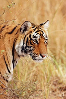 Bengal Tiger Gallery: JR-1082