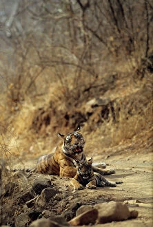 Bengal Tiger Gallery: JR-609