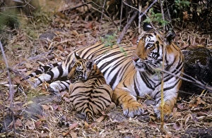Bengal Tiger Gallery: JR-930