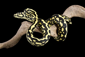 Jungle Carpet Python - Cheynei sub-species Jungle Carpet Python - Cheynei sub-species