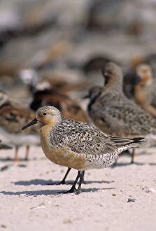 Red Knot Gallery: JZ-2024
