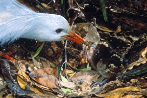 Kagu - Chick getting very first meal Kagu - Chick getting very first meal