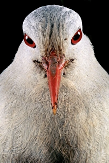 Kagu (Rhynochetos jubatus) close up, showing binocular vision that allows the bird to Kagu (Rhynochetos jubatus) close up, showing binocular vision that allows the bird to