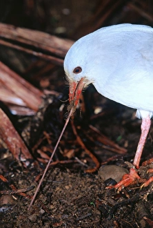 Kagu (Rhynochetos jubatus) with earthworm Kagu (Rhynochetos jubatus) with earthworm