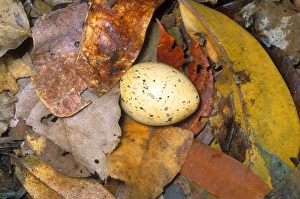 Kagu (Rhynochetos jubatus) Egg in nest on the ground Kagu (Rhynochetos jubatus) Egg in nest on the ground