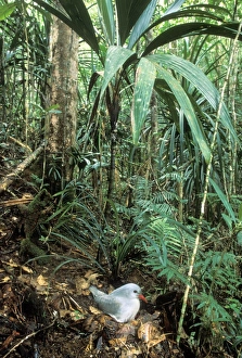Kagu (Rhynochetos jubatus) on nest (incubation: 34-35 days) Kagu (Rhynochetos jubatus) on nest (incubation: 34-35 days)