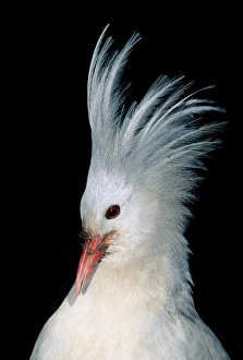 Kagu (Rhynochetos jubatus) portrait, male with crest erect Kagu (Rhynochetos jubatus) portrait, male with crest erect