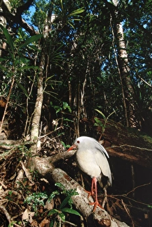 Kagu (Rhynochetos jubatus) in rainforest habitat Kagu (Rhynochetos jubatus) in rainforest habitat