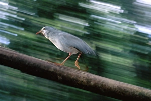 Kagu (Rhynochetos jubatus) running up log Kagu (Rhynochetos jubatus) running up log