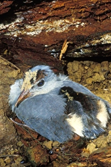 Kagu (Rhynochetos jubatus) six-week chick Kagu (Rhynochetos jubatus) six-week chick