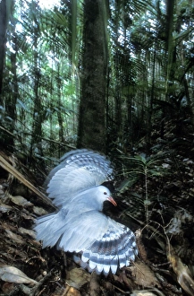Kagu (Rhynochetos jubatus) threat display Kagu (Rhynochetos jubatus) threat display
