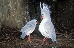 Kagu (Rhynochetus jubatus) territorial display Kagu (Rhynochetus jubatus) territorial display