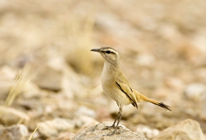 Kalahari Scrub Robin - Perched on a rock surveying its surroundings Kalahari Scrub Robin - Perched on a rock surveying its surroundings