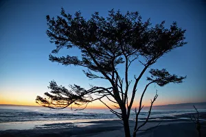 Fork Gallery: Kalaloch Beach, Olympic Peninsula, wind blown tree