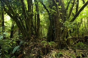 Kamahi Giants - gorgous old Kamahi trees with a gigantic root system growing in lush Kamahi Giants - gorgous old Kamahi trees with a gigantic root system growing in lush