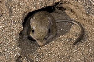 Kangaroo Rat - Emerging from hole in sand Kangaroo Rat - Emerging from hole in sand