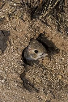 Images Dated 22nd January 2006: Kangaroo Rat - Emerging from hole in sand. Habitat is sandy waste areas, sand dunes