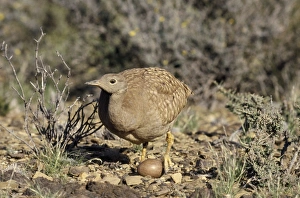 Karoo Korhaan Bustard Karoo Korhaan Bustard