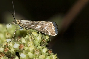 Karoo moth - Adult visiting flower of plakkiebos (Crassula cultrata) Karoo moth - Adult visiting flower of plakkiebos (Crassula cultrata)