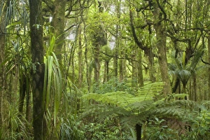 Kauri Forest - lush Kauri Forest with ferns and other plants as undergrowth Kauri Forest - lush Kauri Forest with ferns and other plants as undergrowth
